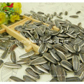 All Kinds Type 361, 363, 601, 5009 Wholesale New Crop Sunflower Seeds